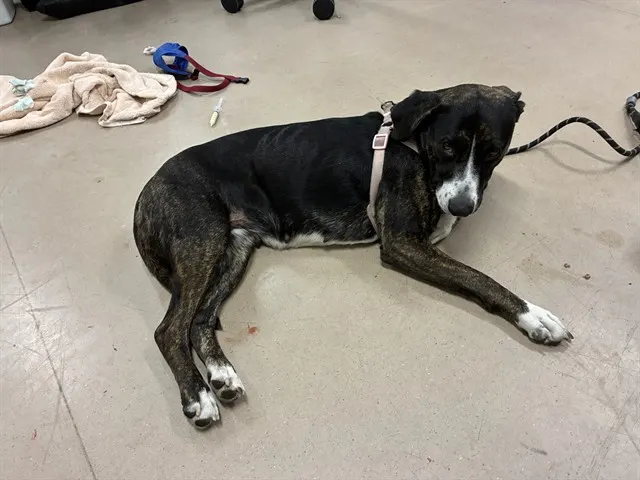 Adoptable Dog