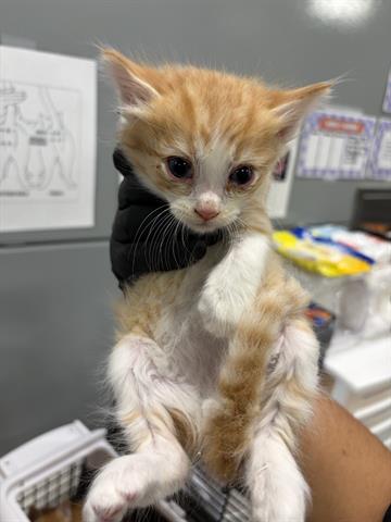 Simba