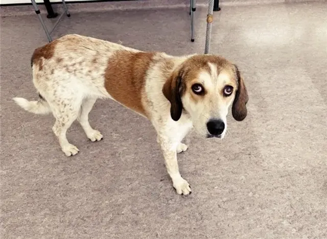Hound Dog