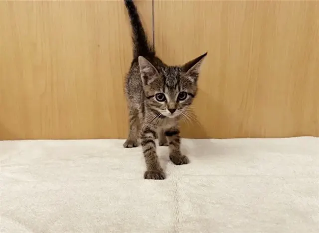 Cat Benatar