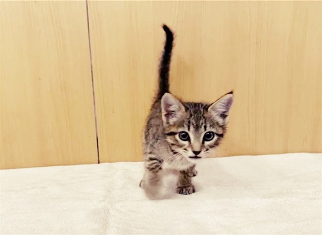Meowrio