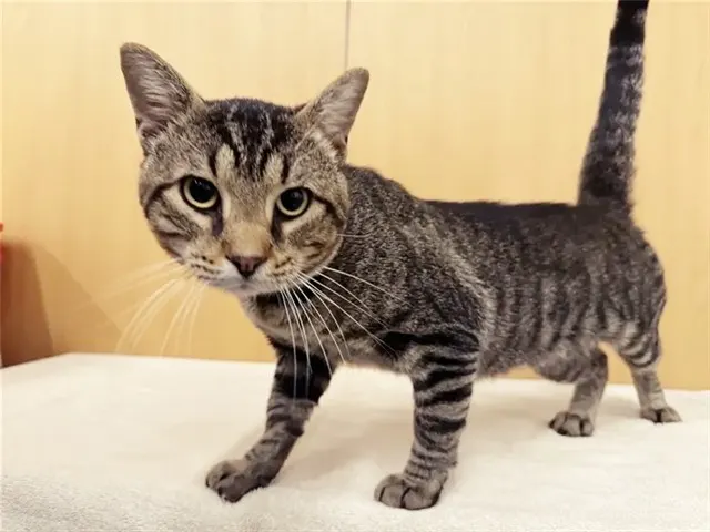 David Meowie