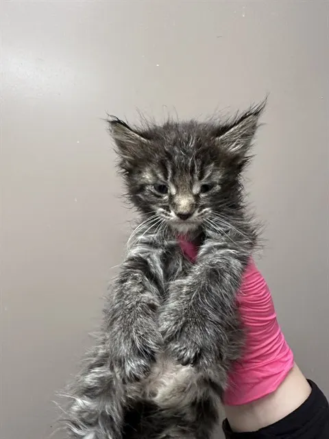 Niko - In Foster