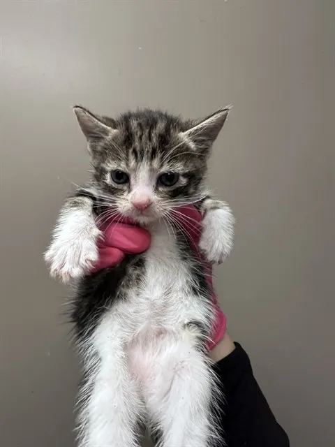 Leo - In Foster