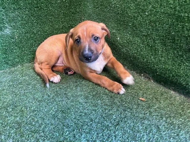 Adoptable Dog