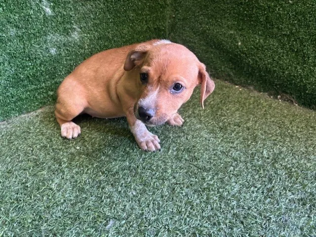 Adoptable Dog