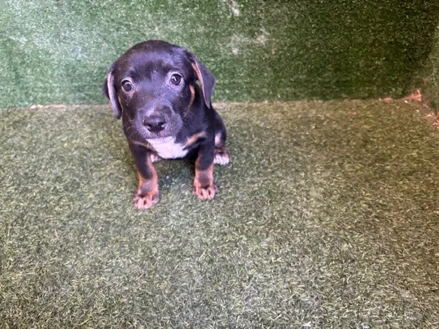 Adoptable Dog