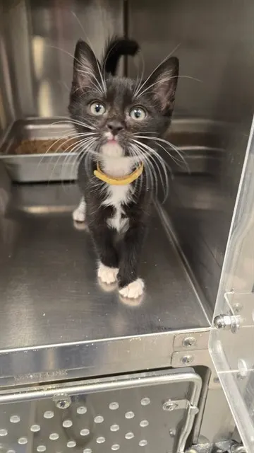Felix