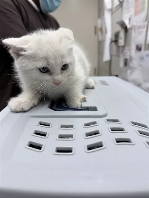 Adoptable Cat