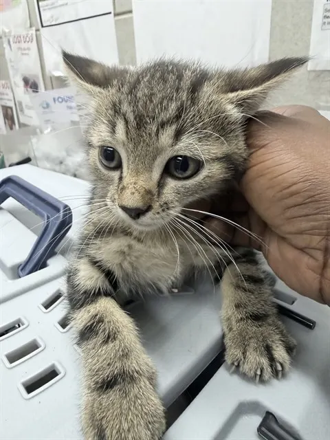 Adoptable Cat