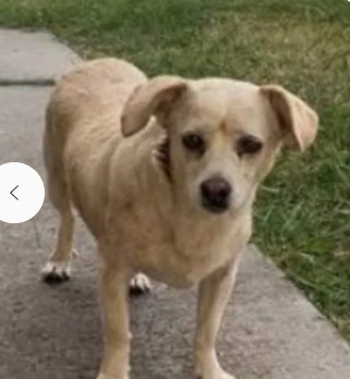 Adoptable Dog