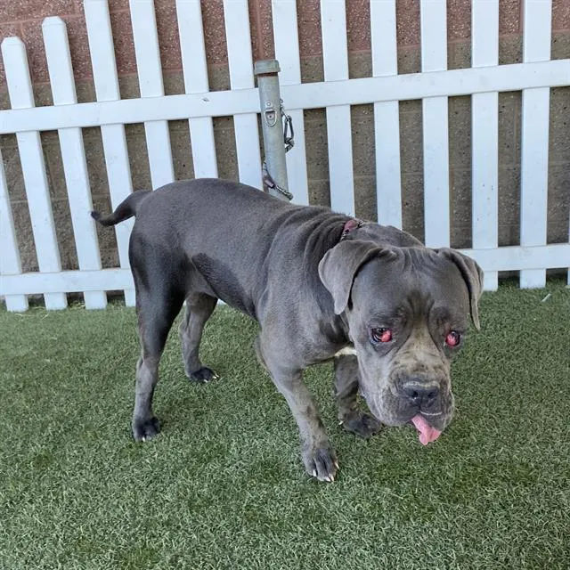 Adoptable Dog