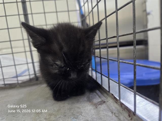 Adoptable Cat