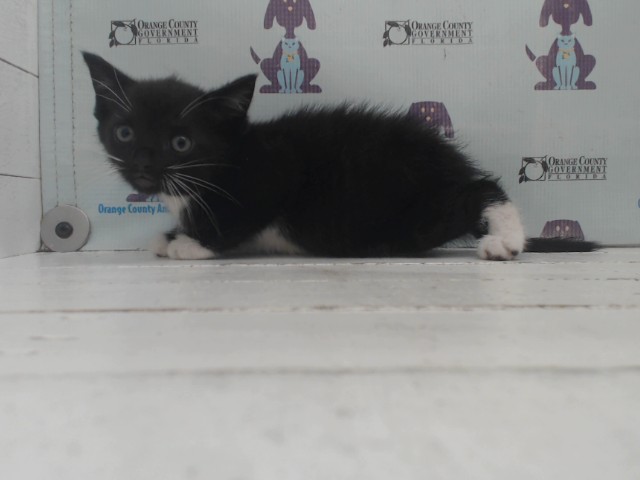 Adoptable Cat