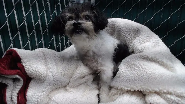 Oscar