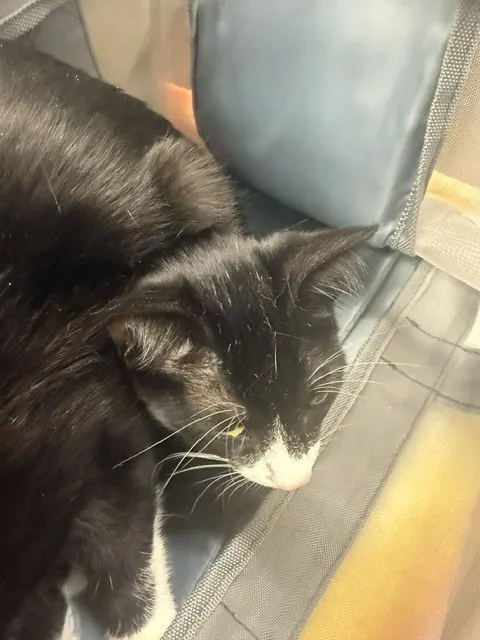 Adoptable Cat
