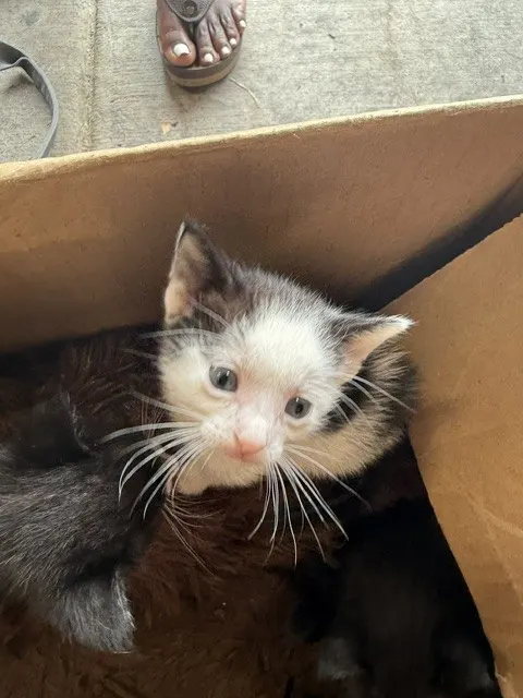 Adoptable Cat
