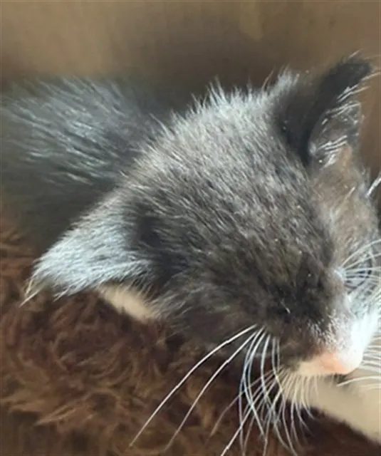 Adoptable Cat