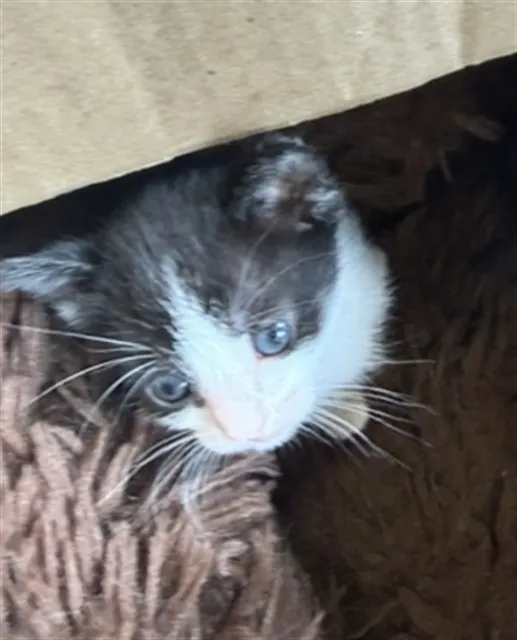 Adoptable Cat