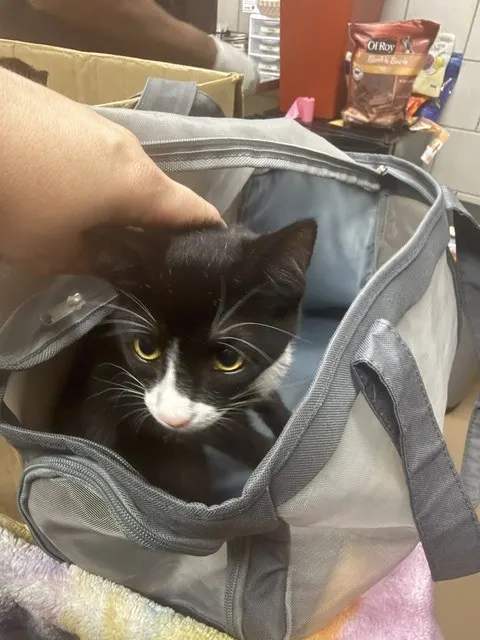 Adoptable Cat