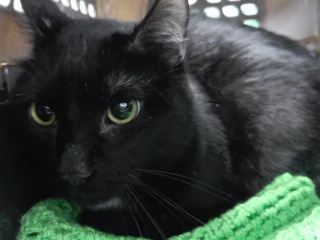 Binx