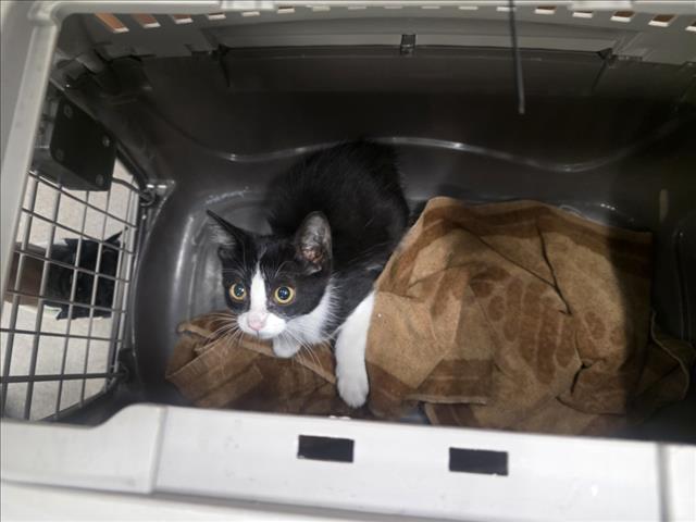 Adoptable Cat