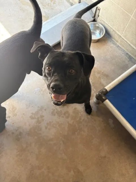 Bea