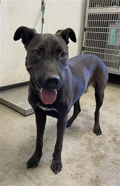 Adoptable Dog