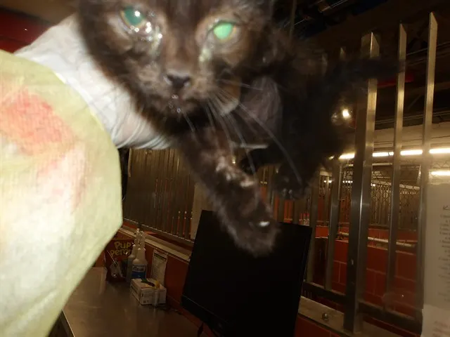 Adoptable Cat