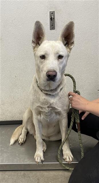 Adoptable Dog