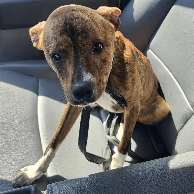 Adoptable Dog