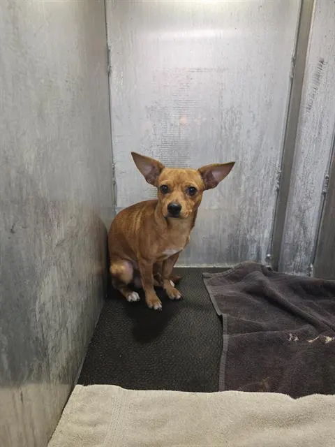 Milo
