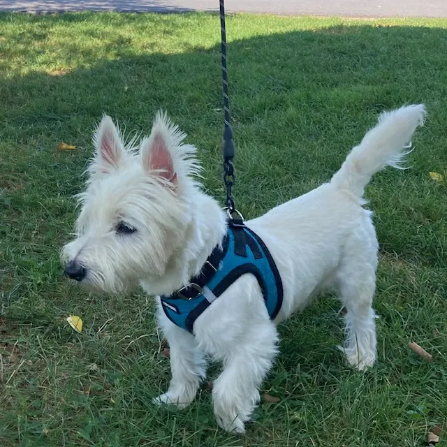 Milo