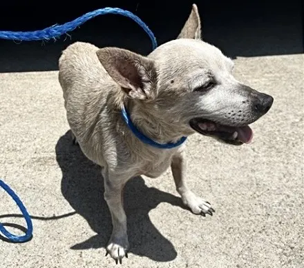 Adoptable Dog