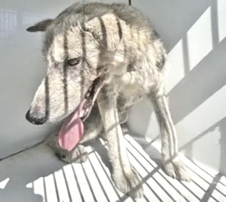 Adoptable Dog