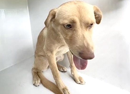 Adoptable Dog