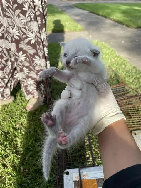 Adoptable Cat