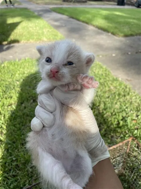 Adoptable Cat