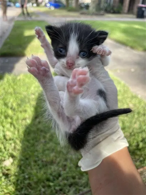 Adoptable Cat