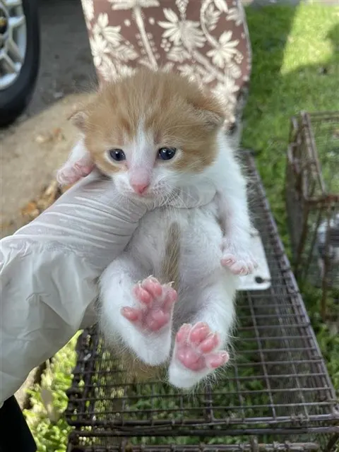 Adoptable Cat