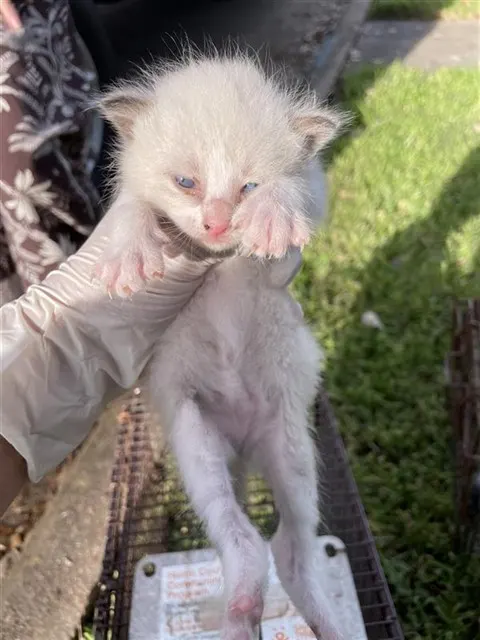 Adoptable Cat