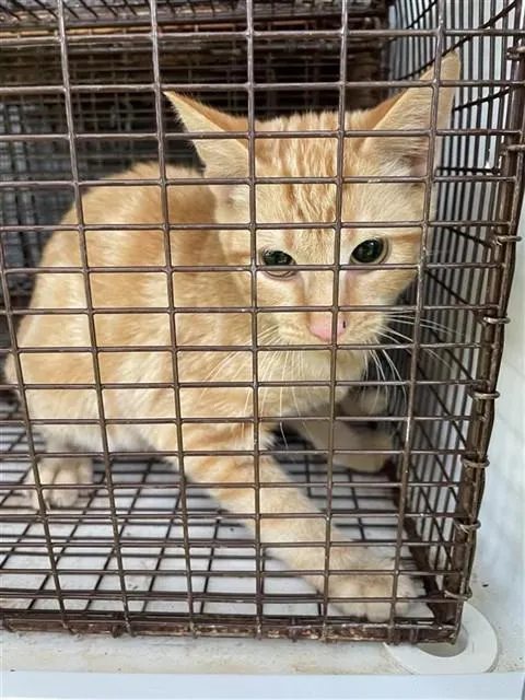 Adoptable Cat