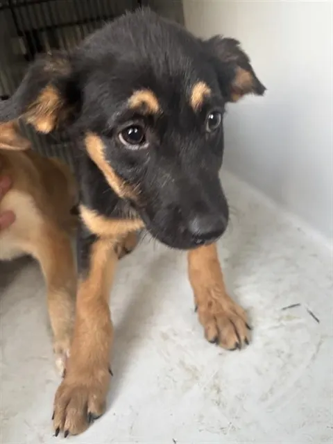 Adoptable Dog