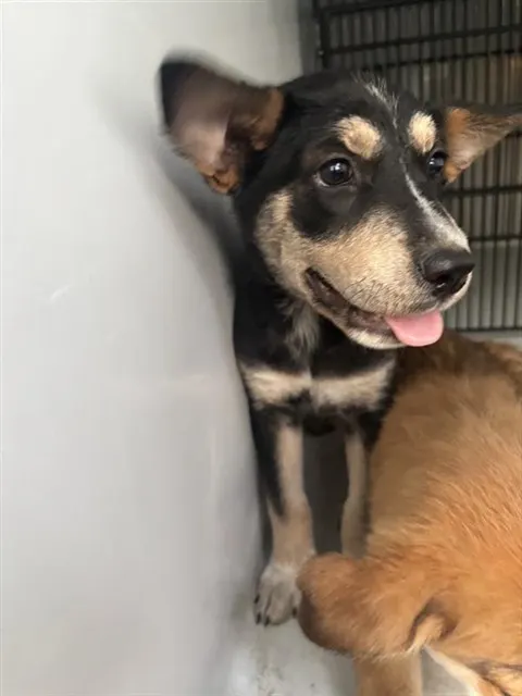 Adoptable Dog