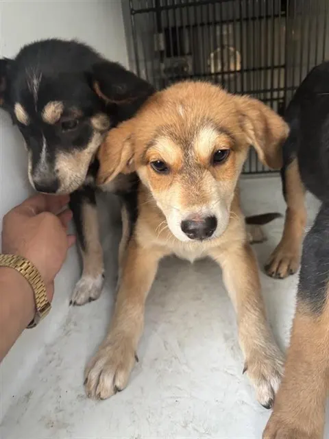 Adoptable Dog