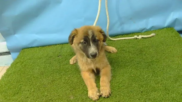 Adoptable Dog