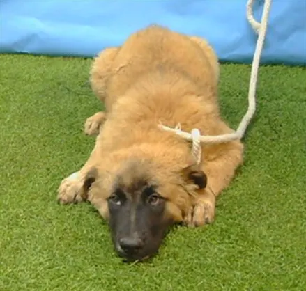 Adoptable Dog