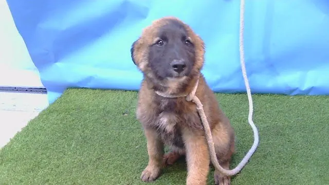 Adoptable Dog