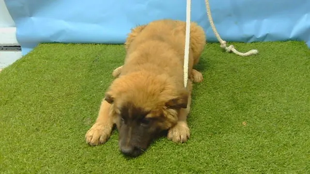 Adoptable Dog