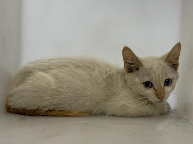 Adoptable Cat